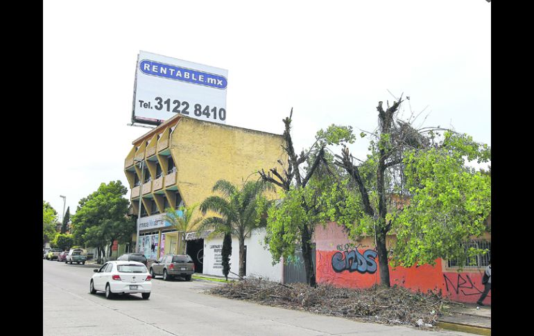 ÁRBOLES DESPUÉS DE UNA PODA. Este caso fue documentado en la Avenida Federalismo Norte, casi esquina con calle Occidente.  /