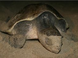 La tortuga carey es una especie en peligro de extinción, en las costas del Pacífico. ARCHIVO  /