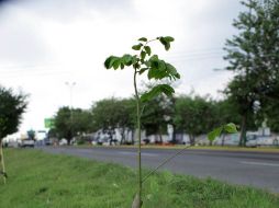 Hasta el momento se conoce que han sido talados 139 árboles. ARCHIVO  /