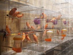 Desde el inicio de investigaciones, las autoridades sólo han podido recuperar 150 pájaros. ESPECIAL  /