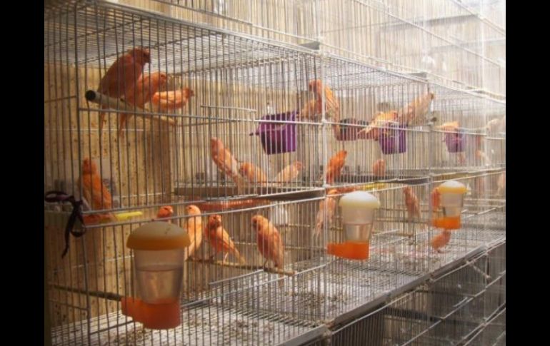 Desde el inicio de investigaciones, las autoridades sólo han podido recuperar 150 pájaros. ESPECIAL  /