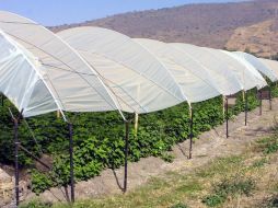 Los cultivos más importantes en la agricultura protegida al momento son el jitomate y el pimiento. ARCHIVO  /