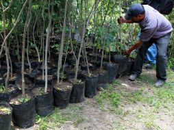 No todos los Fresnos serán plantados en la Avenida Lázaro Cárdenas y por ello se revisará en qué otras zonas podrán colocarse.  /