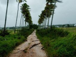 Dos millones 019 mil 562 hectáreas fueron afectadas por el huracán Ernesto en el sur de México. ARCHIVO  /