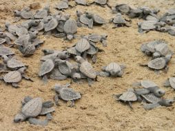 Decenas de tortugas son liberadas en las playas del Golfo de México. ARCHIVO  /