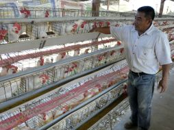 La aplicación del biológico en las aves, tentativamente supondrá un lapso de dos a tres semanas. ARCHIVO  /