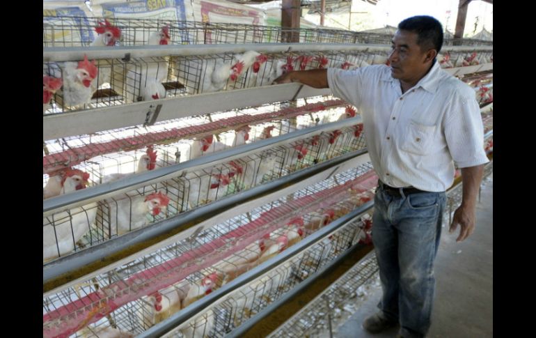 La aplicación del biológico en las aves, tentativamente supondrá un lapso de dos a tres semanas. ARCHIVO  /