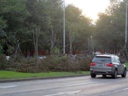 En Lázaro Cárdenas se determinó que el 90% de los árboles ya no podrían sobrevivir.  /