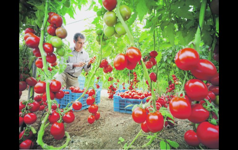 Plantaciones en marcha.- En los seis proyectos jaliscienses de agricultura protegida se generan 600 empleos. ESPECIAL  /