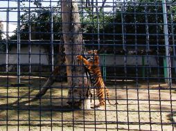 El tigre de bengala nació en cautiverio bajo el control de una Unidad Medio Ambiental. AFP  /