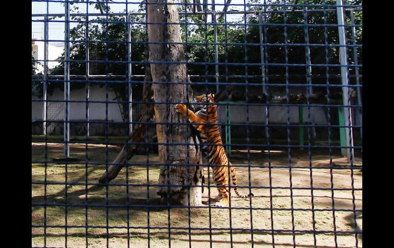 El tigre de bengala nació en cautiverio bajo el control de una Unidad Medio Ambiental. AFP  /