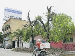 Las denuncias de daños al arbolado urbano incluyen varios casos  en Tlaquepaque; al menos dos en Zapopan, y otros en Guadalajara.  /