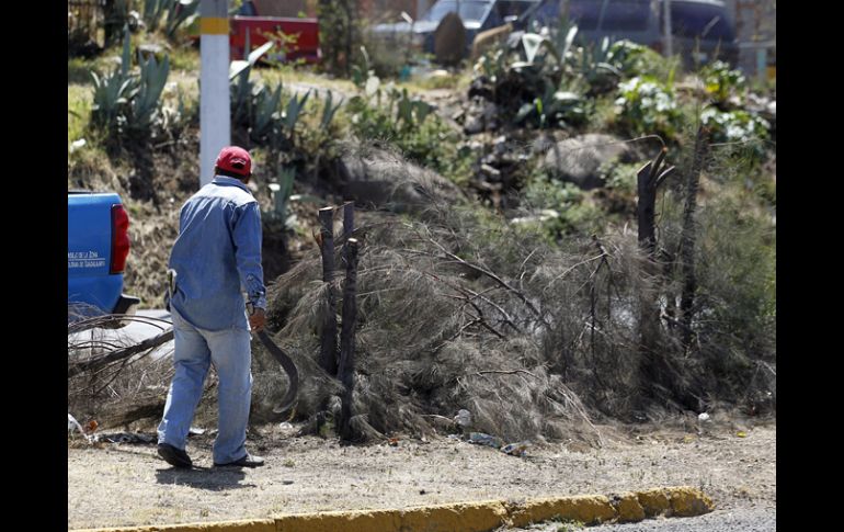 El pasado 4 de agosto sobre la Avenida Lázaro Cárdenas, fueron talados 139 árboles de manera irregular. ARCHIVO  /