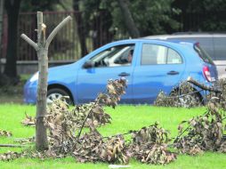 HUELLAS DE LA TALA. Sobre la Avenida Lázaro Cárdenas quedó la evidencia de la poda clandestina realizada a principios de agosto.  /