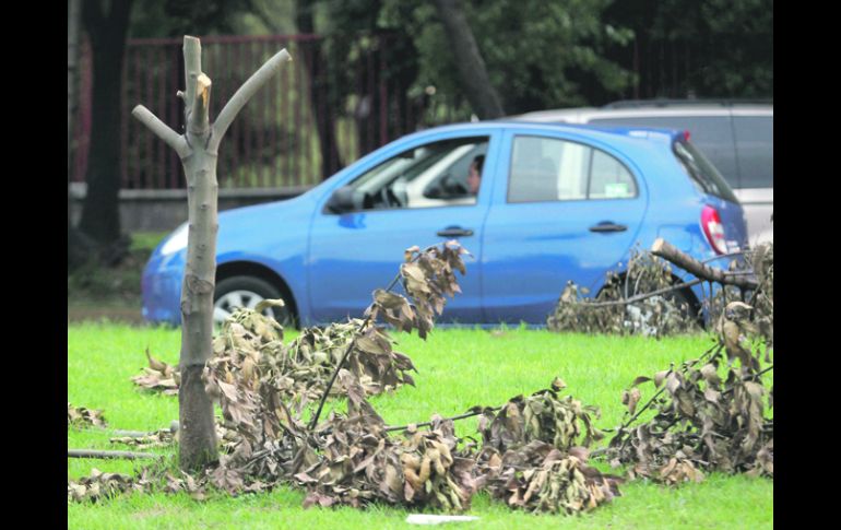 HUELLAS DE LA TALA. Sobre la Avenida Lázaro Cárdenas quedó la evidencia de la poda clandestina realizada a principios de agosto.  /