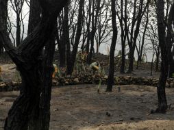 Si el incendio se da un área protegida, como La Primavera, la pena de prisión y la multa se incrementan una cuarta parte. ARCHIVO  /