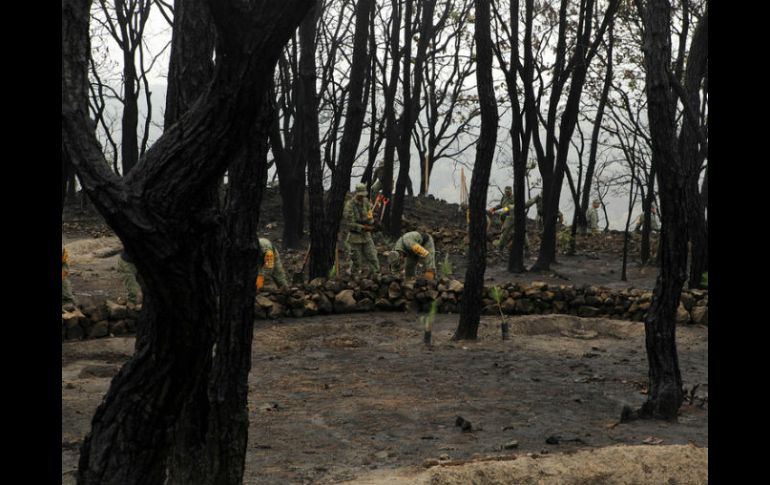 Si el incendio se da un área protegida, como La Primavera, la pena de prisión y la multa se incrementan una cuarta parte. ARCHIVO  /