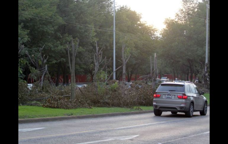 En total, 139 árboles fueron derribados en la avenida Lázaro Cárdenas. ARCHIVO  /