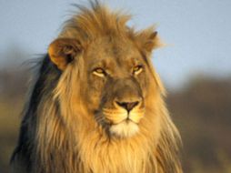 Una de las leones será trasladada a la jaula de un león sin pareja en el zoológico. ESPECIAL  /