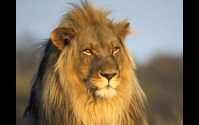 Una de las leones será trasladada a la jaula de un león sin pareja en el zoológico. ESPECIAL  /