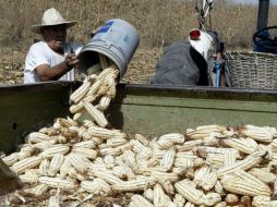 Agroindustriales mexicanos dice que el campo nacional debe abrirse ante el maíz transgénico. ARCHIVO  /