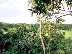 El potencial forestal de Chiapas es altísimo, la entidad debería ser eminentemente forestal antes que agrícola. ARCHIVO  /