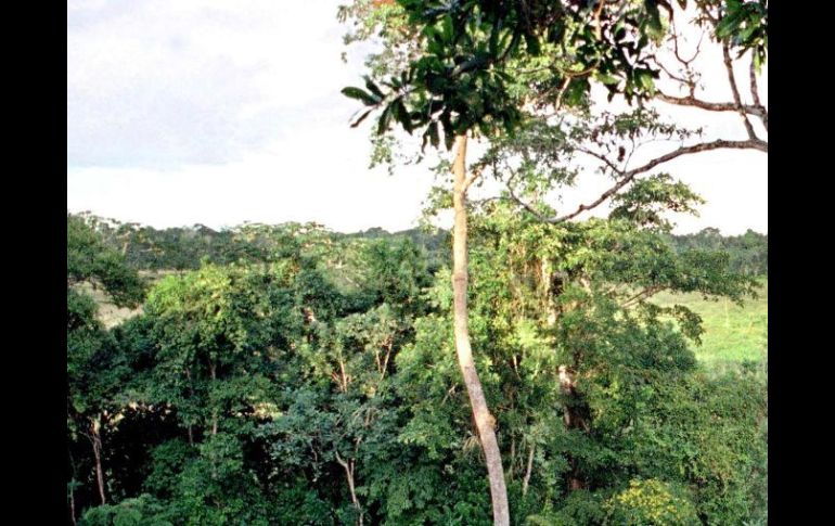 El potencial forestal de Chiapas es altísimo, la entidad debería ser eminentemente forestal antes que agrícola. ARCHIVO  /