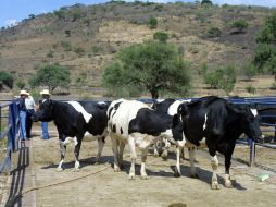 Desde 1995 se tiene un barrido permanente en Jalisco para detectar reses con tuberculosis y brucelosis. ARCHIVO  /