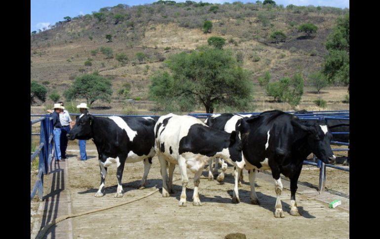 Desde 1995 se tiene un barrido permanente en Jalisco para detectar reses con tuberculosis y brucelosis. ARCHIVO  /