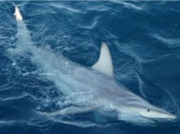 El tiburón toro bacota y numerosas clases de peces habitan en las Islas Cook. ESPECIAL  /