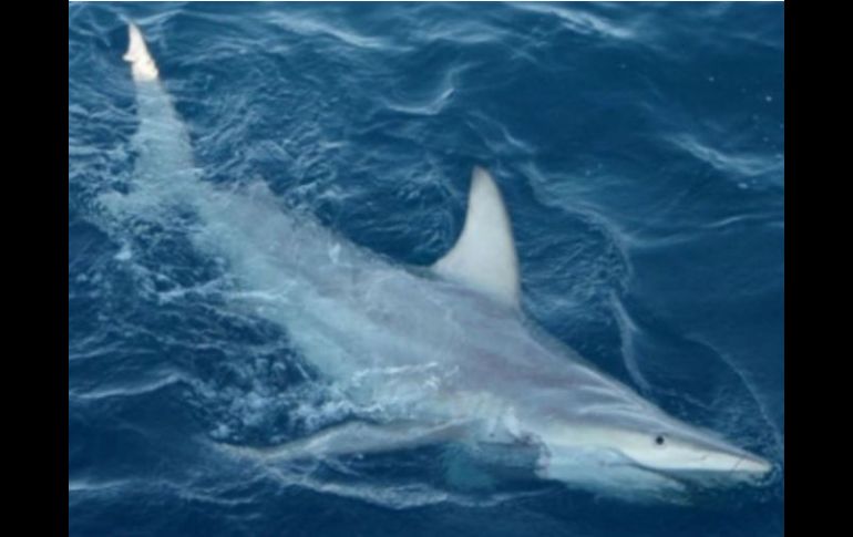 El tiburón toro bacota y numerosas clases de peces habitan en las Islas Cook. ESPECIAL  /