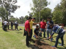 Por la mañana dependencias municipales y una universidad comenzaron con la plantación de los árboles donados por EL INFORMADOR.  /