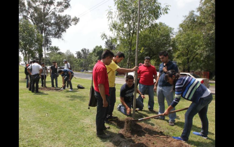 Por la mañana dependencias municipales y una universidad comenzaron con la plantación de los árboles donados por EL INFORMADOR.  /