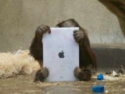 El programa 'Apps for apes' tiene como objetivo entrenar orangutanes con iPads como principal herramienta. ESPECIAL  /