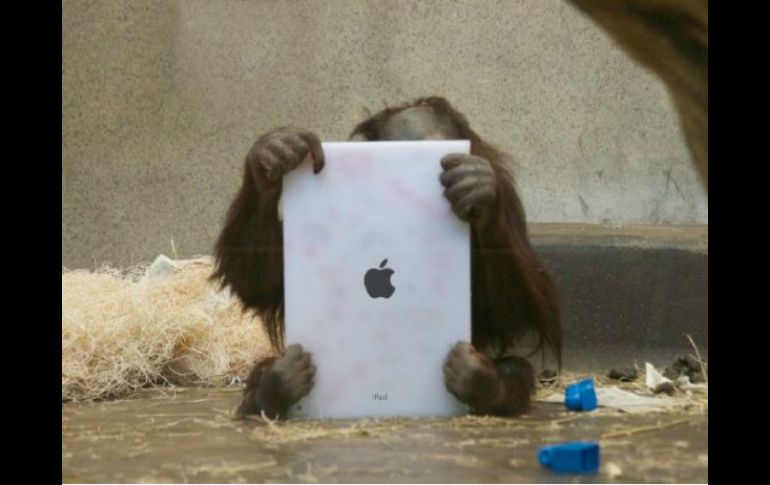 El programa 'Apps for apes' tiene como objetivo entrenar orangutanes con iPads como principal herramienta. ESPECIAL  /