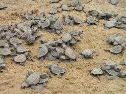 Más de 200 millones de crías de tortuga golfina han sido liberadas en seis años en la playa La Escobilla. ARCHIVO  /