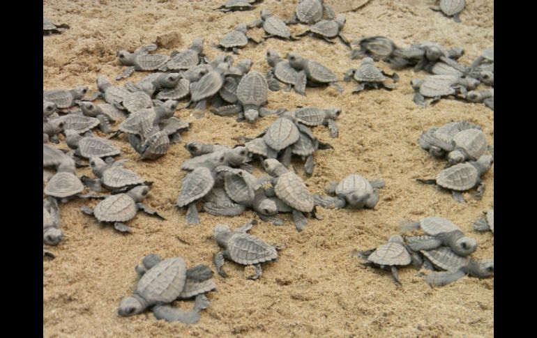 Más de 200 millones de crías de tortuga golfina han sido liberadas en seis años en la playa La Escobilla. ARCHIVO  /