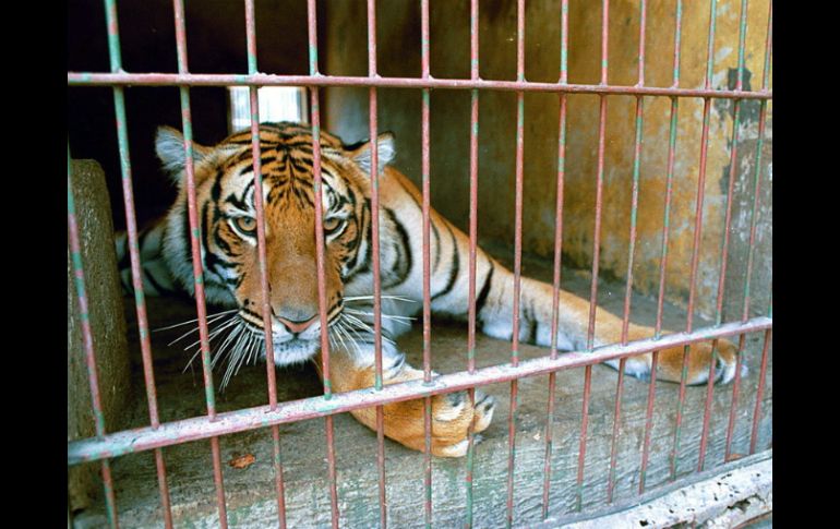 Actualmente, el tigre Albert vive en Villa Fantasía, un lugar no adecuado para él. ARCHIVO  /