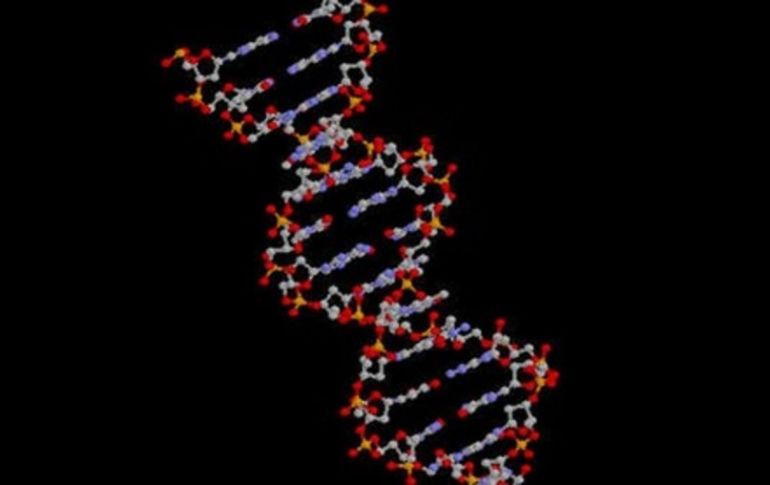 El genoma humano está equipado con cuatro millones de 'interruptores' genéticos situados en fragmentos de ADN 'basura'. ARCHIVO  /