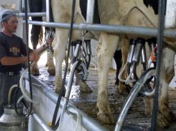 Sacrificarán más de 10 mil vacas lecheras mensualmente de no encontrar insumos para alimentarlas. ARCHIVO  /