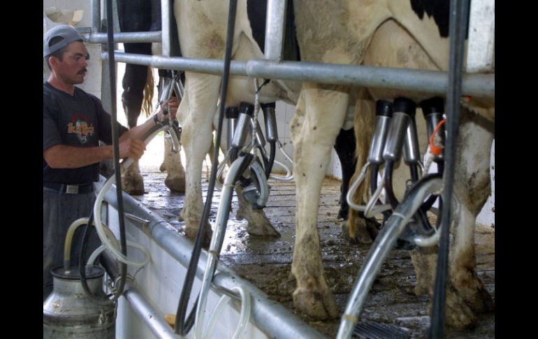 Sacrificarán más de 10 mil vacas lecheras mensualmente de no encontrar insumos para alimentarlas. ARCHIVO  /