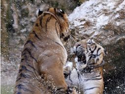 Cinco machos y una hembra tigre fueron rescatados por autoridades tailandesas. ARCHIVO  /