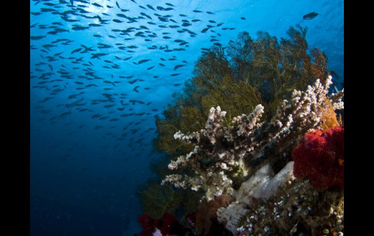 Los estudiosos se dedicarán a investigar tanto la parte terrestre como la marítima, en su diversidad de flora y fauna. ARCHIVO  /