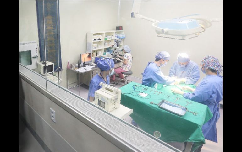 Operación de implante de huevos fertilizados clonados en un perro sustituto en Seúl. EFE  /
