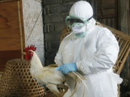 Hasta el momento, la Sagarpa reporta una pérdida de unos 22 millones de aves en el país, por el virus. ARCHIVO  /