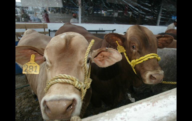 Buscan mejorar la venta de los productos ganaderos hechos en Jalisco. ARCHIVO  /