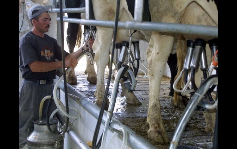 El incremento mayor será el que realice el productor de este alimento, que es el que capta 40 por ciento del costo total. ARCHIVO  /