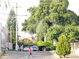 Amenaza al medio ambiente.En la Colonia Chapalita se calcula que 10% del total del arbolado estaba afectado severamente por el muérdago  /