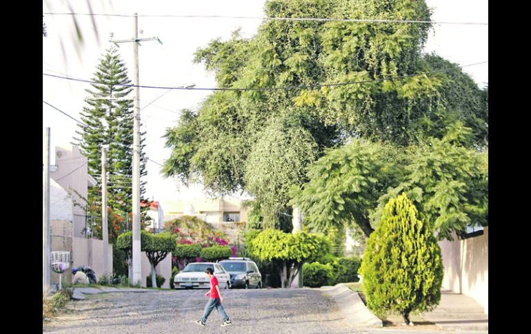 Amenaza al medio ambiente.En la Colonia Chapalita se calcula que 10% del total del arbolado estaba afectado severamente por el muérdago  /