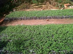 Plantas de mariguana aseguradas tras el operativo realizado por el Ejército, en la zona.  /